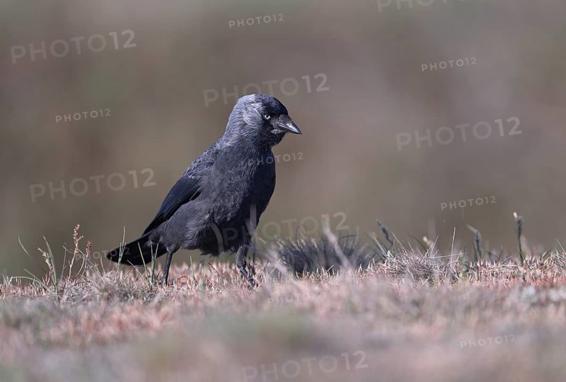 Jackdaw (Corvus monedula) running over grass, Texel, North Holland, Netherlands