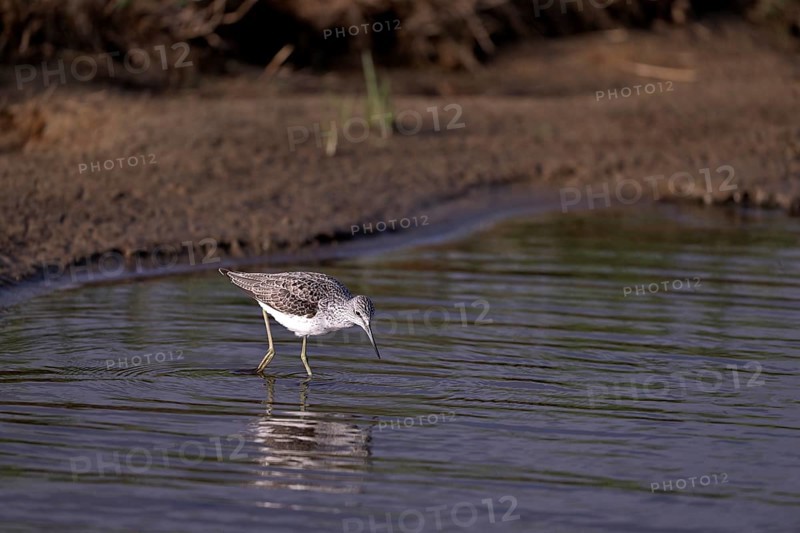 Greenshank (Tringa nebularia) searching for food in the water, Texel, North Holland, Netherlands