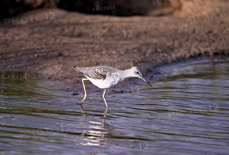 Greenshank (Tringa nebularia) searching for food in the water, Texel, North Holland, Netherlands