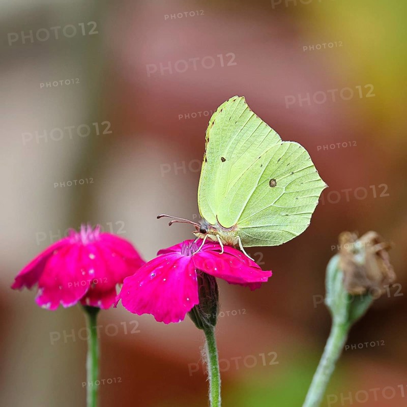Lemon butterfly (Gonepteryx rhamny) on crown campion (Lychnis coronaria), in a nature garden, Wilnsdorf, North Rhine-Westphalia, Germany