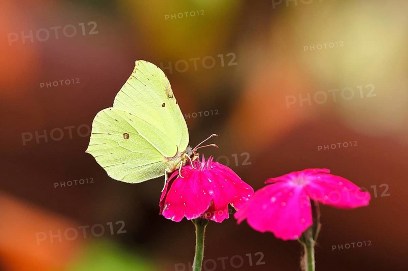 Lemon butterfly (Gonepteryx rhamny) on crown campion (Lychnis coronaria), in a nature garden, Wilnsdorf, North Rhine-Westphalia, Germany