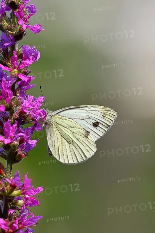 A Cabbage butterfly (Pieris brassicae) sucking nectar on the flower of the purple loosestrife (Lythrum salicaria), in a natural environment in the wild, nice bokeh in the background, Wildlife, Insects, Butterflies, Butterflies, Wilnsdorf, North Rhine-Westphalia, Germany