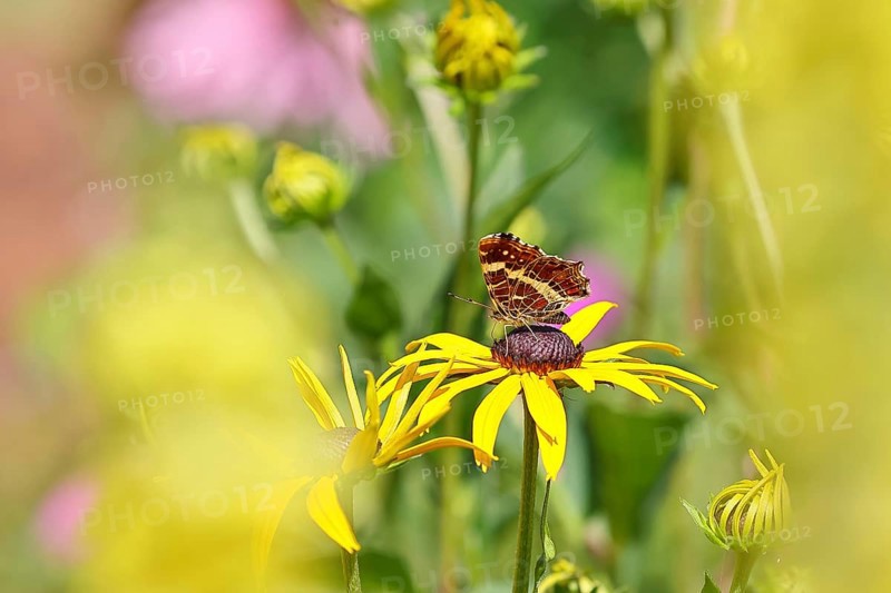 Land carat (Araschnia levana), butterfly, on a yellow coneflower (Echinacea paradoxa), macro photograph, Wilnsdorf, North Rhine-Westphalia, Germany