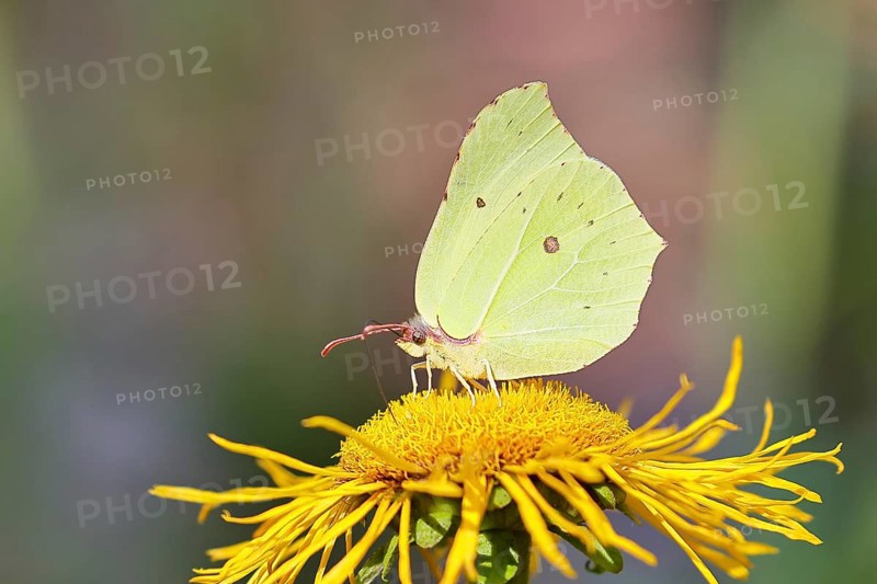 Lemon butterfly (Gonepteryx rhamny) on a yellow flower of a Great Telekie (Telekia speciosa), close-up, Wilnsdorf, North Rhine-Westphalia, Germany