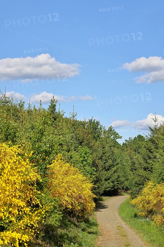 Forest path with yellow flowering broom, common broom (Cytisus scoparius), at the wayside and blue sky, spring, Wilnsdorf, North Rhine-Westphalia, Germany