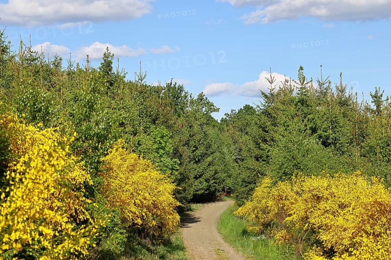 Forest path with yellow flowering broom, common broom (Cytisus scoparius), at the wayside and blue sky, spring, Wilnsdorf, North Rhine-Westphalia, Germany