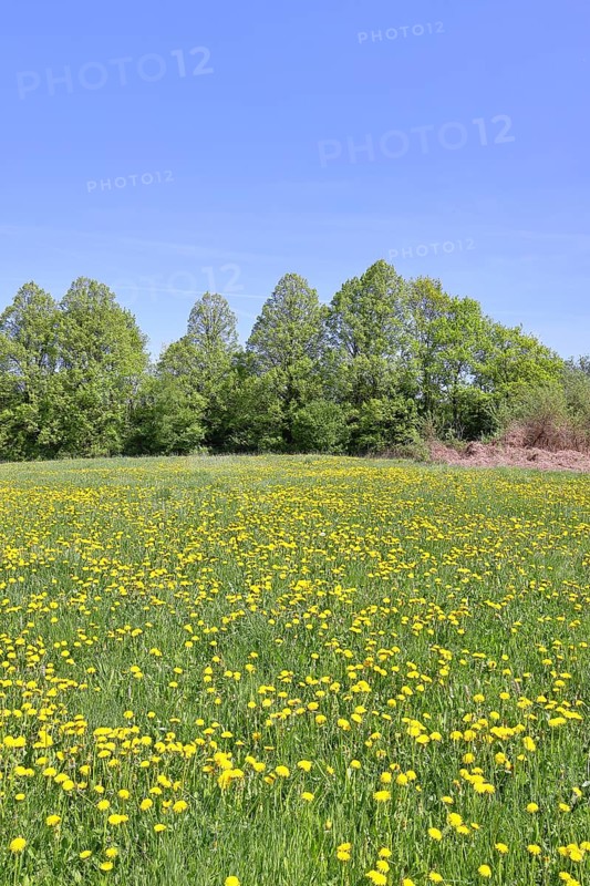 Spring meadow, with flowering dandelion (Taraxacum officinale), forest, blue sky, Wilnsdorf, North Rhine-Westphalia, Germany