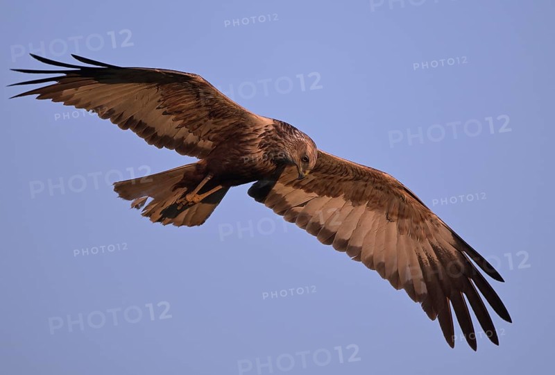 Flying male marsh harrier (Circus aeruginosus), Texel, North Holland, Netherlands