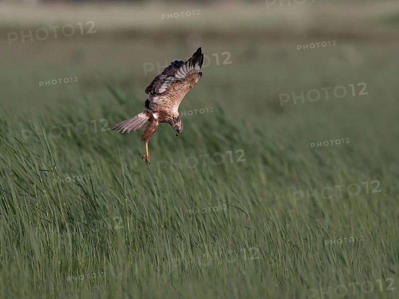 Male marsh harrier (Circus aeruginosus) in shaking flight over green reeds, Texel, North Holland, Netherlands