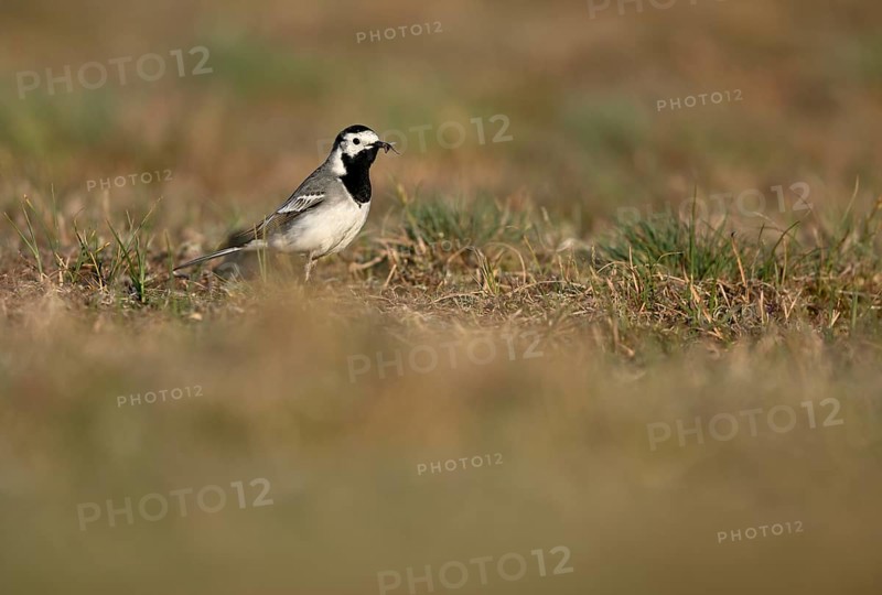 White wagtail (Motacilla alba) with insect in beak, Texel, North Holland, Netherlands