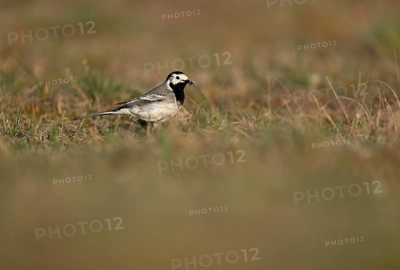White wagtail (Motacilla alba) with insect in beak, Texel, North Holland, Netherlands