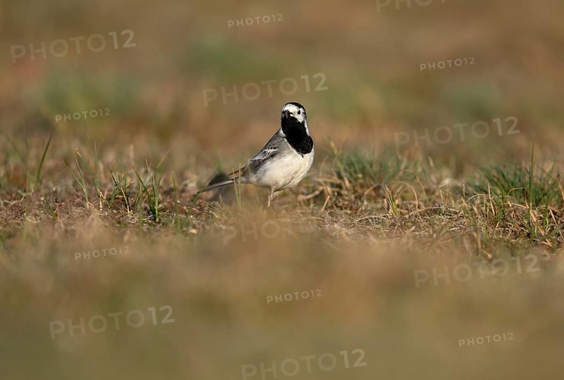 White wagtail (Motacilla alba) with insect in beak, Texel, North Holland, Netherlands