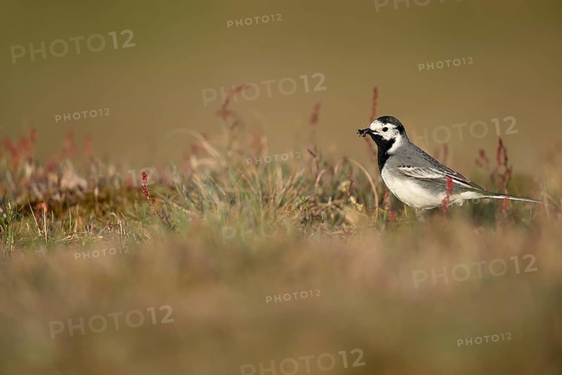 White wagtail (Motacilla alba) with insect in beak, Texel, North Holland, Netherlands