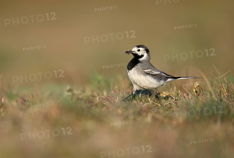 White wagtail (Motacilla alba) with insect in beak, Texel, North Holland, Netherlands
