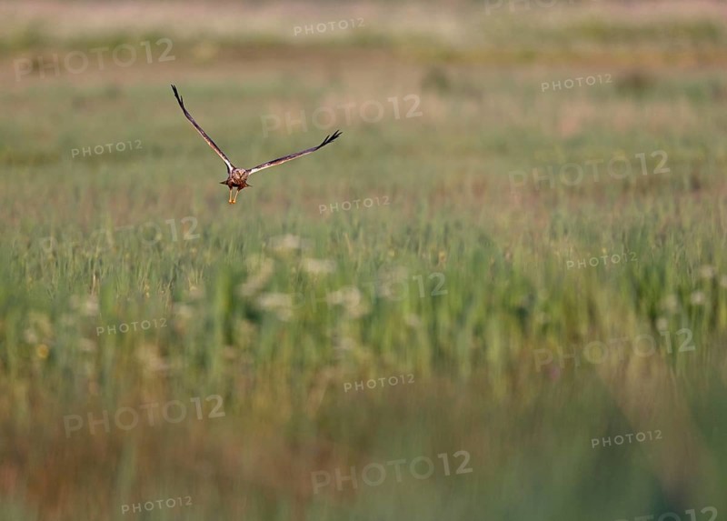 Flying male marsh harrier (Circus aeruginosus) over grassland, Texel, North Holland, Netherlands