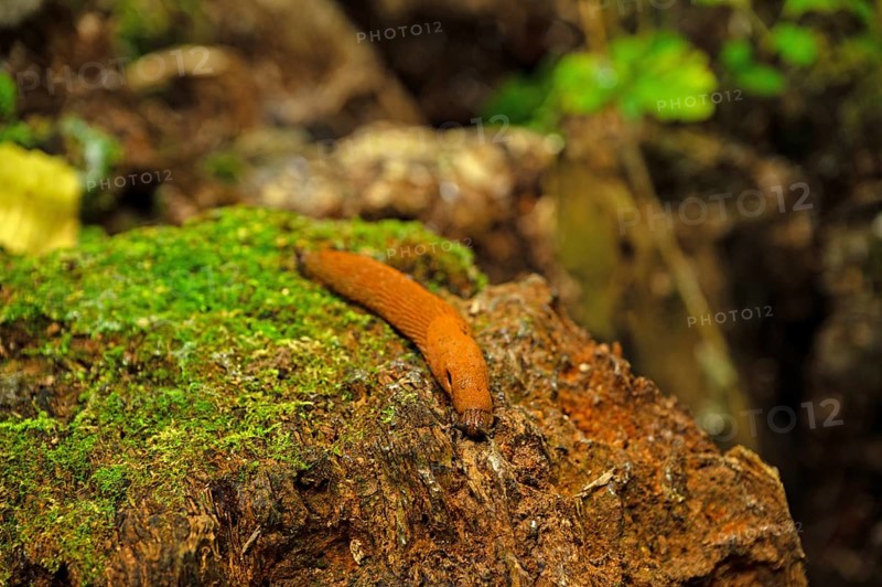 Brown nudibranch in a forest on a tree stump with moss, Thuringia, Germany