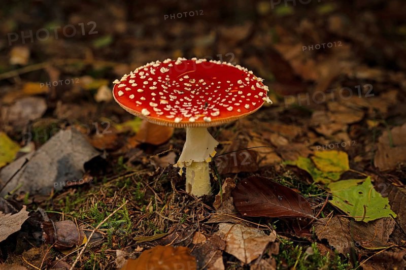 Fly agaric in the Thuringian Forest in autumn, Amanita muscaria, poisonous, Thuringia, Germany