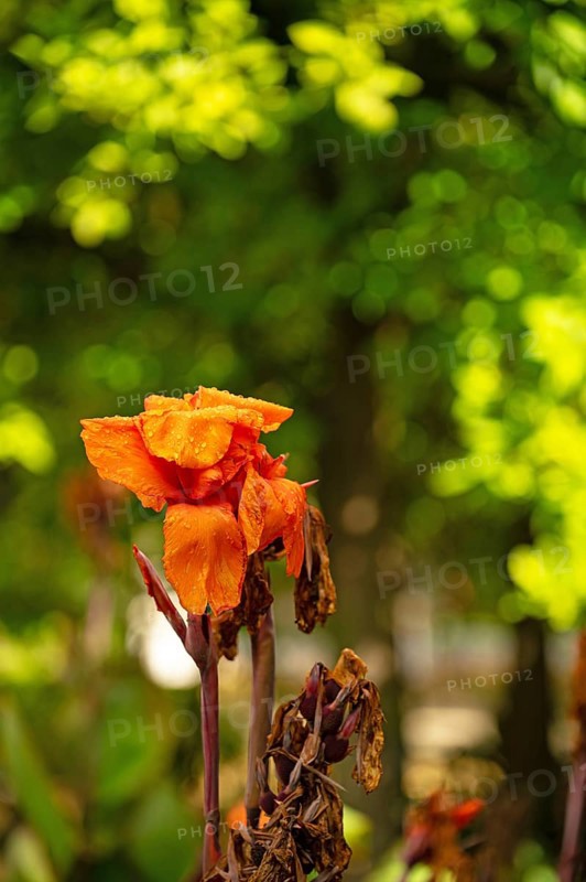 Flowering cane, Canna, almost withered, close-up with bokeh, Andalusia, Spain