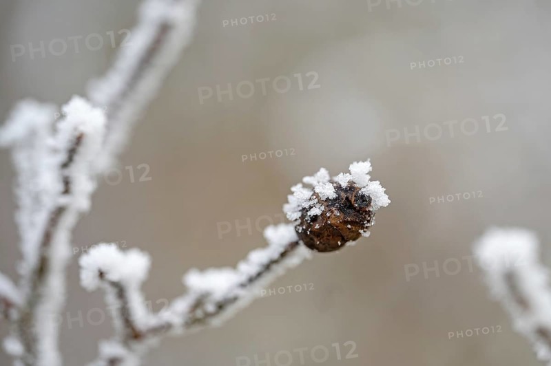 Brown shrivelled rosehip with ice crystals in winter, close-up with bokeh, still life, Erfurt, Thuringia, Germany