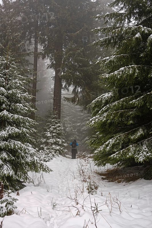 Hiking in a gloomy forest in winter in the Ore Mountains, spruces and snow, Oberwiesenthal, Saxony, Germany