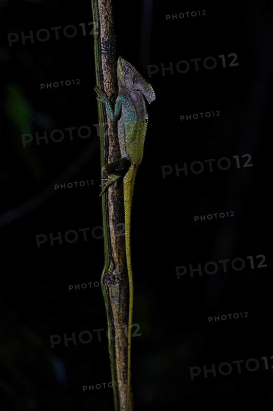Helmeted Basiliscus in a rainforest in Costa Rica, Basiliscus, Basiliscus basiliscus, night shot with lighting, Osa Peninsula, Costa Rica