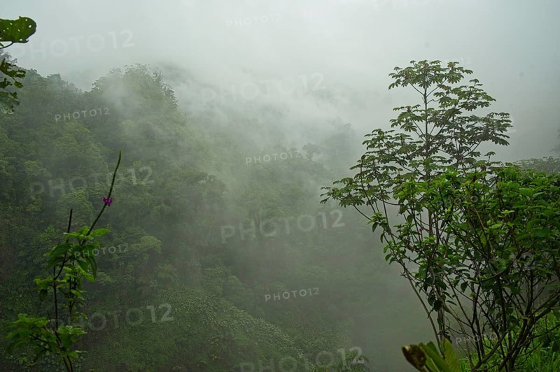 Cloud forest in Costa Rica, rainforest on the edge of the Poas volcano, Poas region, Costa Rica