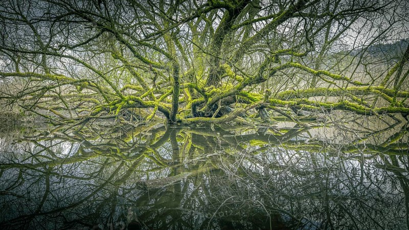 Moss-covered tree with reflective branches on calm water, Bodman, Lake Constance, Baden-Württemberg, Germany