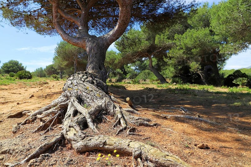 Large pine tree with exposed roots in a sunny pine forest, Pinus halepensis, Majorca, Spain