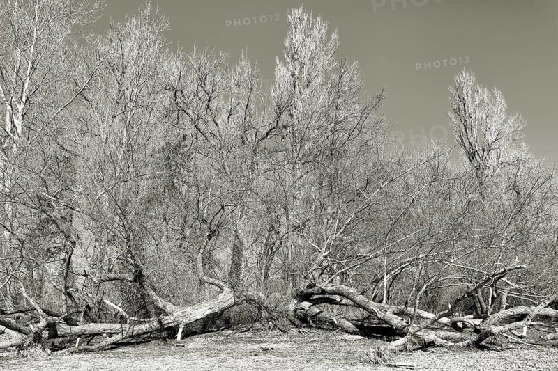 Fallen and bare trees in winter in a gloomy black and white picture, Immenstaad on Lake Constance, Baden-Württemberg, Germany