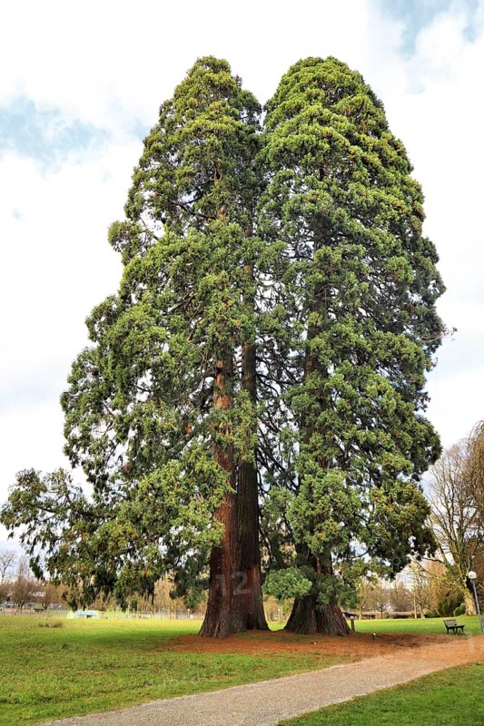 Two tall, green sequoia trees in a park with a clear sky in the background, emphasising peace and nature, Sequoia, Kreuzlingen, Thurgau, Switzerland