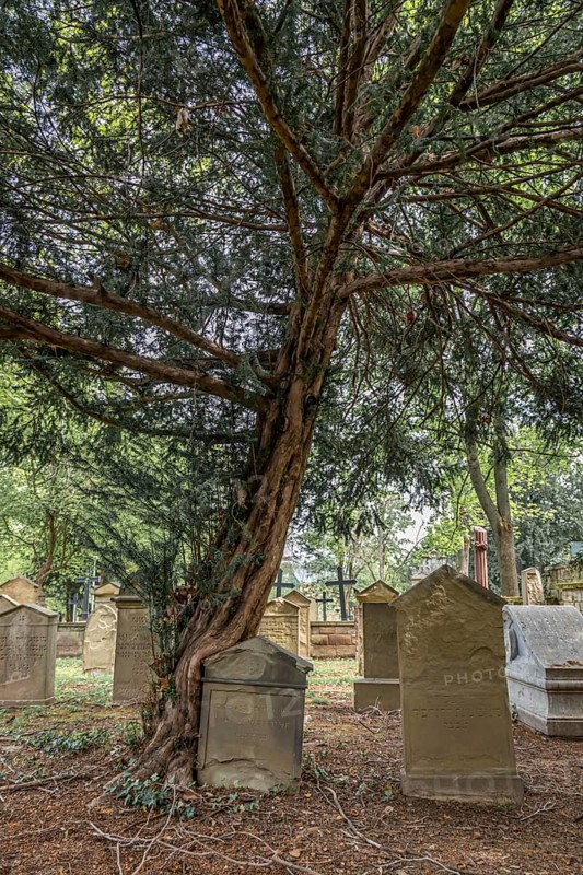 An old yew tree stands in a cemetery, surrounded by gravestones and nature in a quiet, sombre atmosphere, Taxus baccata, Hoppenlauf Cemetery, Stuttgart, Baden-Württemberg, Germany