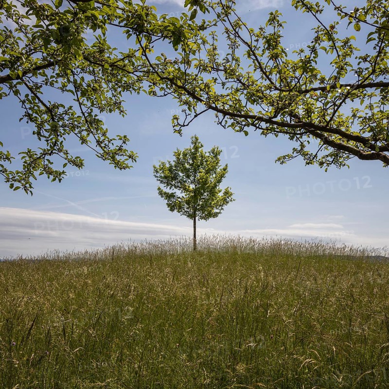 Single tree in a meadow, framed by branches, with blue sky, Warth, Thurgau, Switzerland