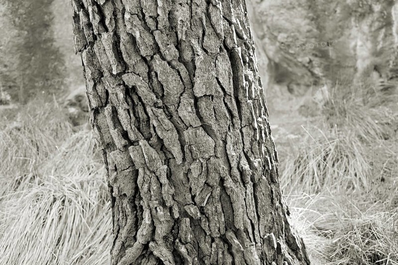Close-up of the bark of a pine tree with detailed texture in a monochrome image, Pinus halepensis, Majorca, Spain