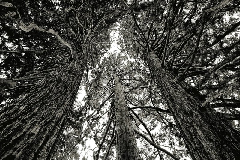 Three towering sequoia trees in a dramatic black and white photograph reaching upwards into the sky, Sequoia, Kreuzlingen, Thurgau, Switzerland
