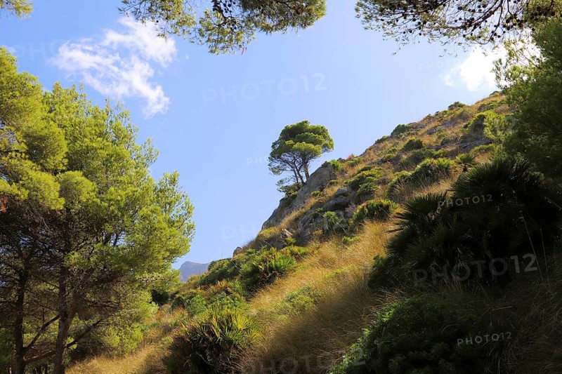 A hill lined with green pine trees with a clear blue sky and a single tree in the distance, Pinus halepensis, Majorca, Spain