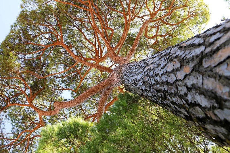 Perspective shot of a sturdy pine trunk stretching majestically towards the sky, Pinus halepensis, Majorca, Spain