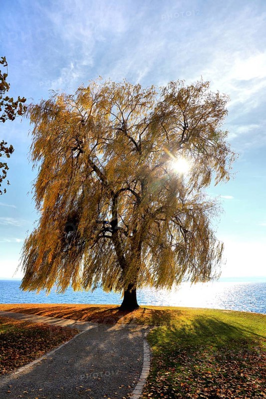 Large weeping willow on Lake Constance, combining autumn colours with calm waters, Salix babylonica, Meersburg, Baden-Württemberg, Germany