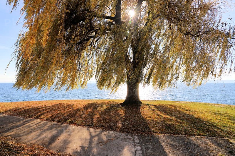 Autumn weeping willow on Lake Constance with shade, sun shining through the branches, Salix babylonica, Meersburg, Baden-Württemberg, Germany