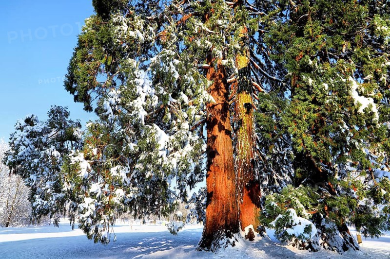 Big sequoia in winter, covered with snow in sunshine, Sequoia, Kreuzlingen, Switzerland