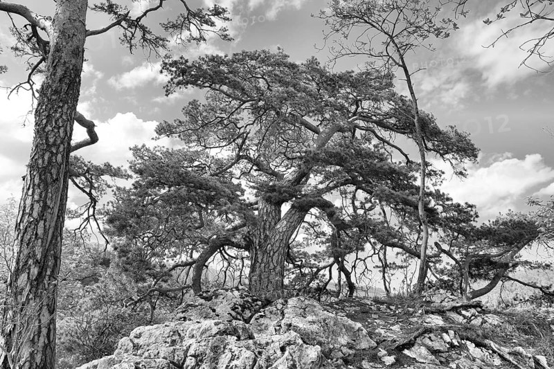 Black and white photograph of a Scots pine on rocky ground with clouds, Pinus sylvestris, Trimbach, Solothurn, Switzerland