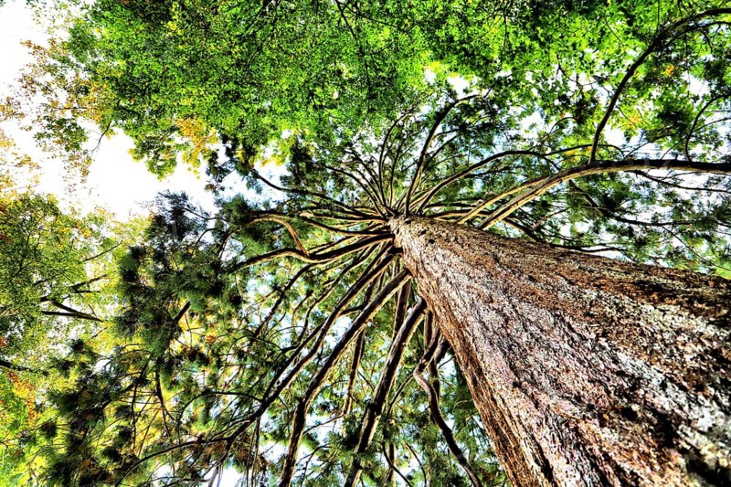 Upward view into several trees with widely branched branches and green canopy, Baden-Württemberg, Germany