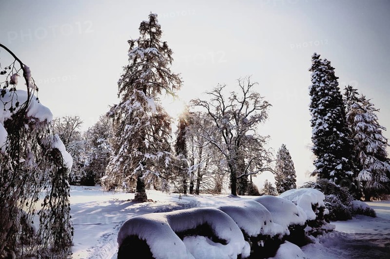 A snowy landscape with various trees, interspersed with sunlight, conveys a peaceful, wintry atmosphere, Kreuzlingen, Thurgau, Switzerland