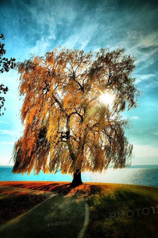 A weeping willow with golden autumn leaves is bathed in sunlight and stands picturesquely in front of a lake, Salix babylonica, Meersburg, Baden-Württemberg, Germany