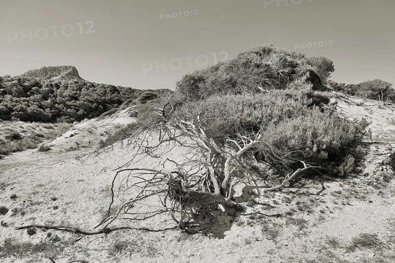 A barren pine tree in a barren dune landscape with bushes and hills in the background in a monochrome style, Pinus halepensis, Cala Mesquida, Majorca, Spain