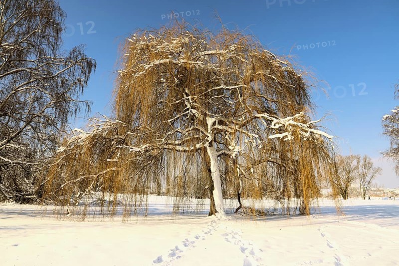 A snow-covered pasture in a wintry landscape with a clear blue sky and footprints in the snow, Salix babylonica, Kreuzlingen, Switzerland