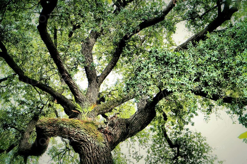 A view into the crown of a holm oak with intense green leaves and impressive, sweeping branches, Quercus ilex, Pisa, Tuscany, Italy