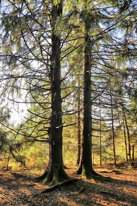 Two trees in the forest, bathed in sunlight, a tranquil scene, Picea, Thurgau, Switzerland