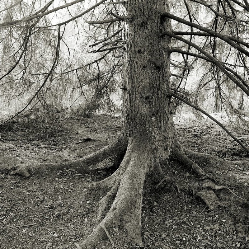 Detailed trunk of a spruce in a dense, black and white forest, Picea, Thurgau, Switzerland