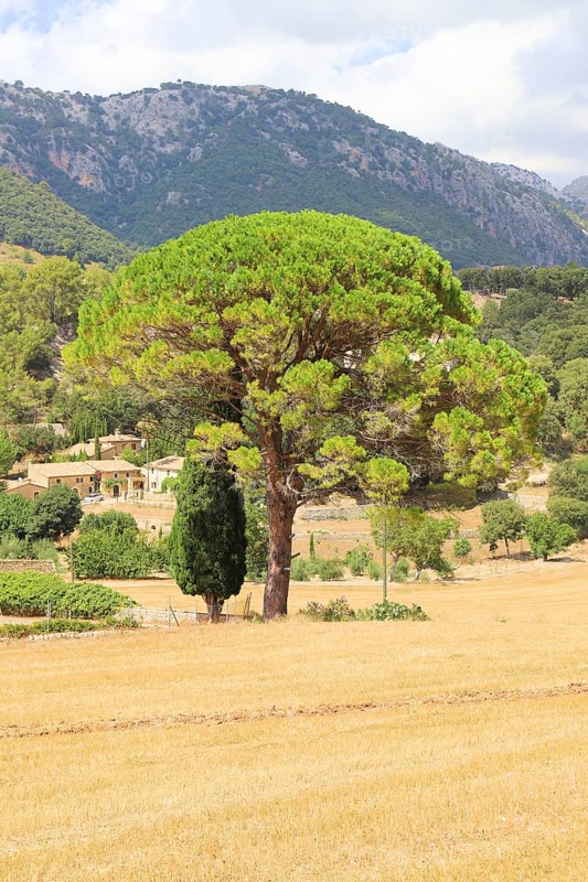 A large pine tree with a green tuft of needles against a sunny background of mountains and a village, Pinus pinea, Majorca, Spain