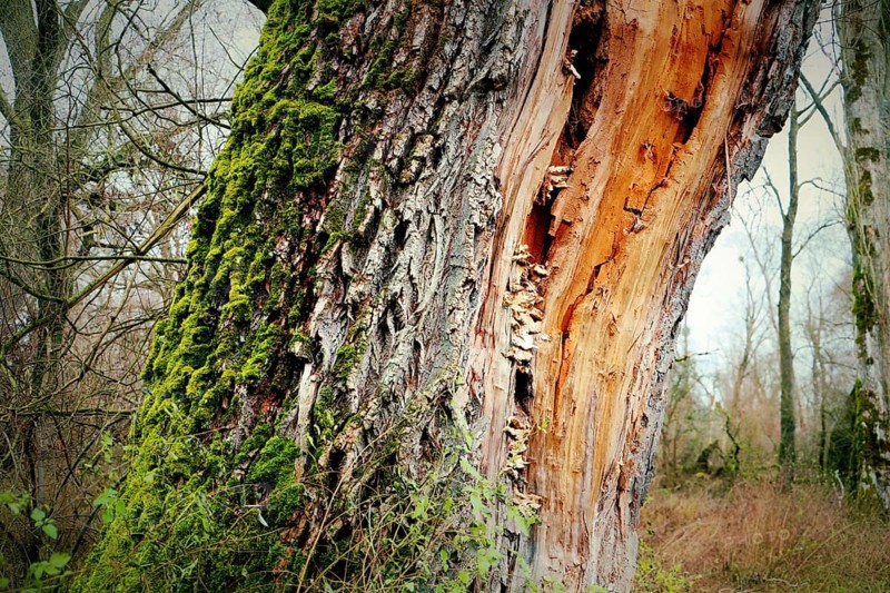 Close-up of a tree trunk with moss and exposed bark in the forest, Bodman, Lake Constance, Baden-Württemberg, Germany